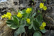 Monte Zucco (Direttissima / Sentiero Panoramico) da San Pellegrino Terme il 22 aprile 2016  - FOTOGALLERY